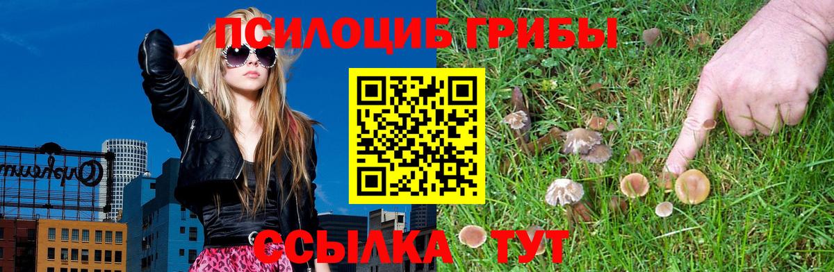 Псилоцибиновые грибы Cubensis  Вход с VPN  Мыски 
